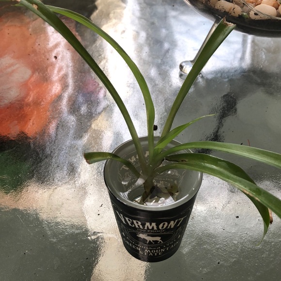 🕷🌱 Spider Plant Babies 🌱🕷 - Picture 3 of 4
